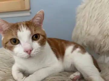 Orange-and-white cat lying indoors on a bed, Long Beach dog walker