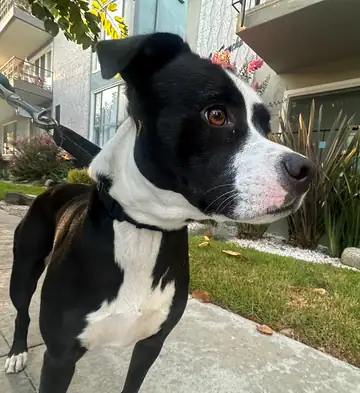 Black-and-white pit bull-type dog outdoors on a sidewalk, looking sideways, Long Beach dog walker