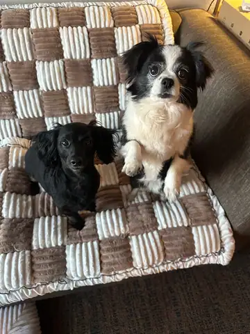 Black dog and a black-and-white dog on a checkered blanket, Long Beach dog walker