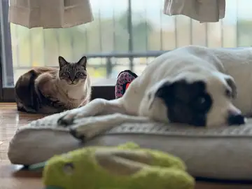 Gray-and-white cat and a black-and-white dog on a bed, Long Beach dog walker