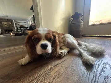 Ruby Cavalier King Charles spaniel lying on a wood floor, Long Beach dog walker