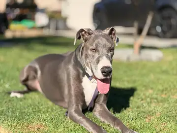 Gray greyhound-type dog lying on grass, Long Beach dog walker