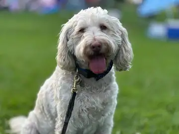 White curly doodle with tongue out on grass, Long Beach dog walker