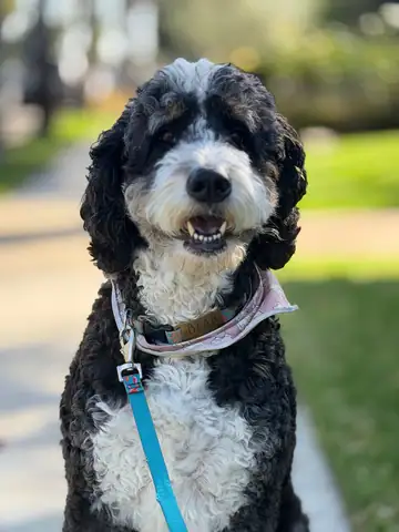 Black-and-white doodle on a blue leash outdoors, Long Beach dog walker
