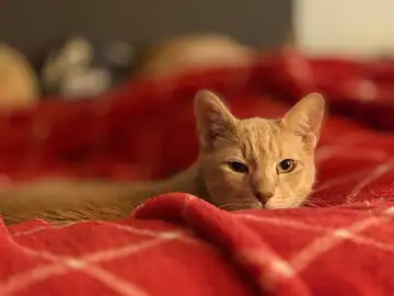 Orange tabby cat on a red plaid blanket, Long Beach dog walker