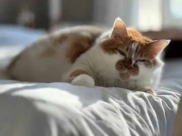 Orange-and-white cat sleeping on white bedding, Long Beach dog walker