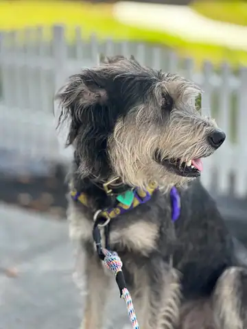 Wiry gray terrier-type dog in a green collar, outdoors, Long Beach dog walker