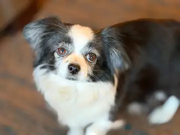 Black-and-white papillon-type dog looking up, Long Beach dog walker