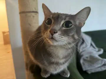 Gray tabby close-up on a green couch, Long Beach dog walker