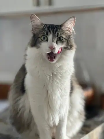 Gray-and-white long-haired cat with mouth open, Long Beach dog walker