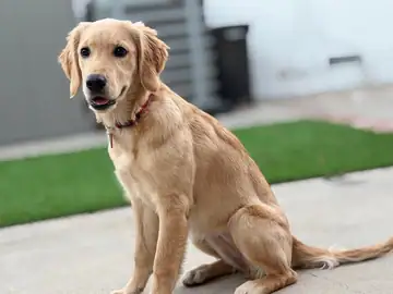 Golden retriever sitting on a grass patch, Long Beach dog walker