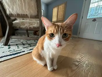 Orange-and-white cat sitting on a rug, Long Beach dog walker