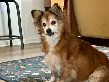 Tan-and-white papillon-type dog standing on a rug indoors, Long Beach dog walker
