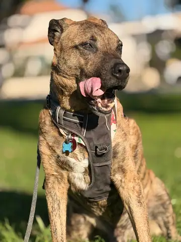 Brindle pit bull-type dog with tongue out in a harness, outdoors, Long Beach dog walker