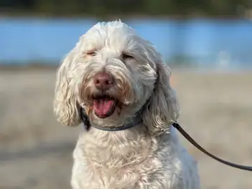 Gray-and-white curly doodle with tongue out, outdoors, Long Beach dog walker
