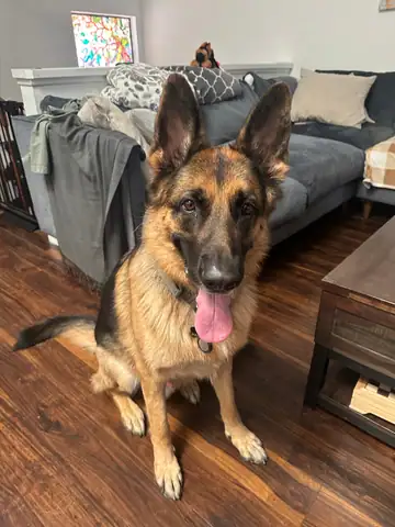 German shepherd sitting on a wood floor beside a sofa, Long Beach dog walker
