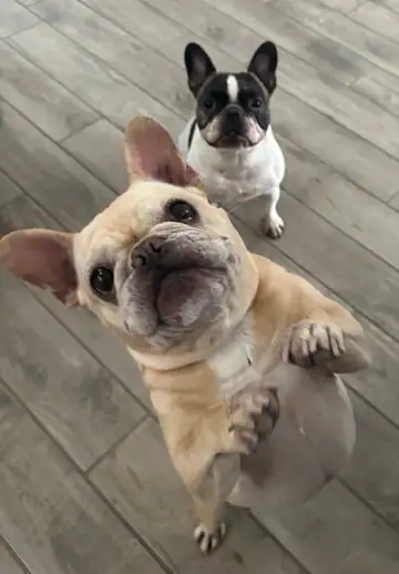Fawn French bulldog looking up, with a small dog behind it, Long Beach dog walker