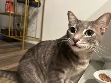 Gray tabby cat on a rug, Long Beach dog walker