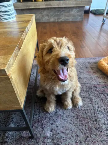 Tan wiry doodle sitting on a rug, tongue out, Long Beach dog walker