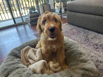 Apricot doodle sitting on a gray bed, Long Beach dog walker