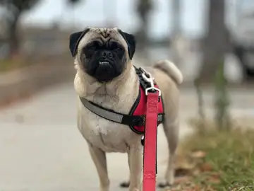 Fawn pug in a red harness standing outdoors, Long Beach dog walker