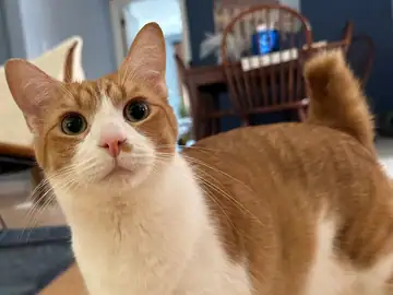 Orange-and-white tabby cat close-up in a home, Long Beach dog walker