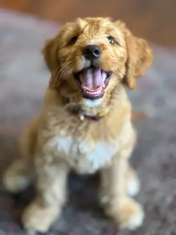 Golden doodle puppy sitting outdoors, tongue out, Long Beach dog walker