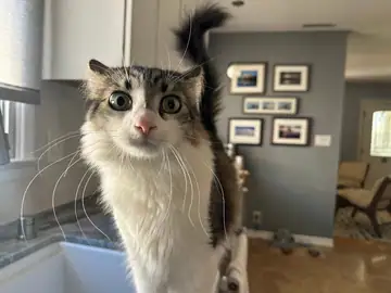 Gray-and-white tabby cat in a room with framed pictures, Long Beach dog walker