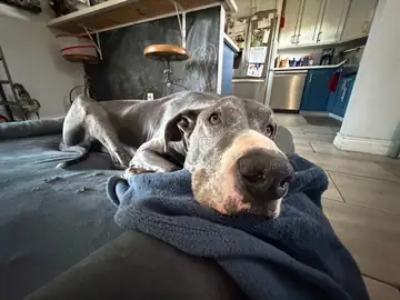 Gray Great Dane-type dog resting under a blanket on a couch, Long Beach dog walker