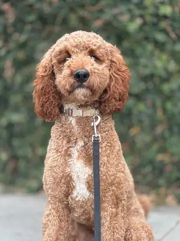 Apricot poodle on a leash outdoors, Long Beach dog walker