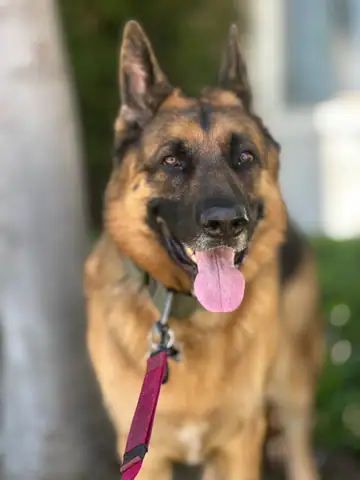 German shepherd with tongue out, outdoors, Long Beach dog walker