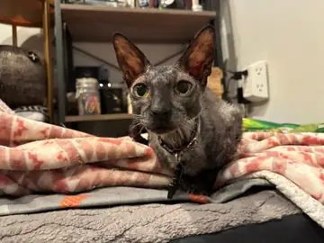 Gray hairless (Sphynx-type) cat sitting on a blanket, Long Beach dog walker