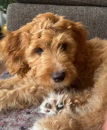 Apricot doodle lying on a sofa cushion, Long Beach dog walker