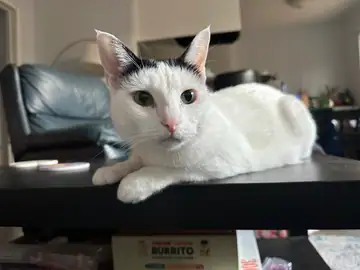 White cat lying on a sofa, Long Beach dog walker