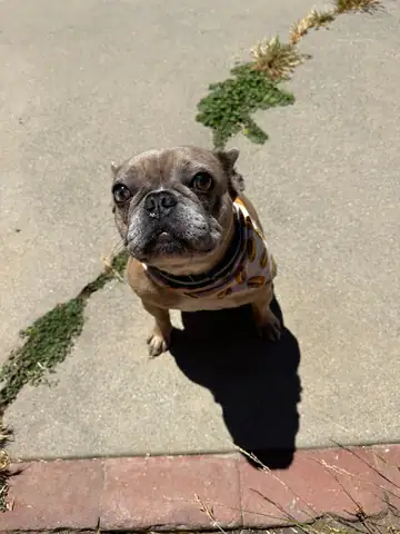 Brindle French bulldog in a camo harness on a sidewalk, Long Beach dog walker