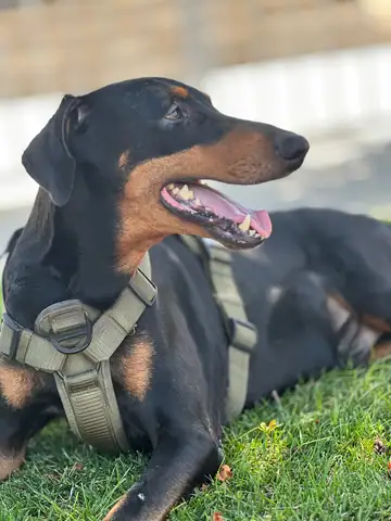Black-and-tan dog in a harness lying on grass, mouth open, Long Beach dog walker