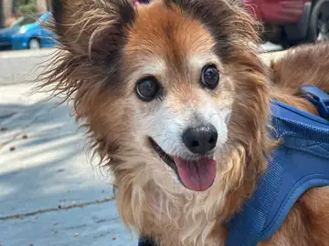 Tan-and-white papillon-type dog, close-up, mouth open, Long Beach dog walker