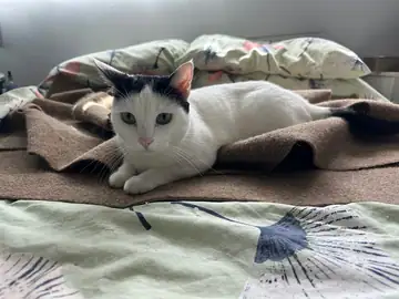 White-and-gray cat lying on a patterned blanket, Long Beach dog walker