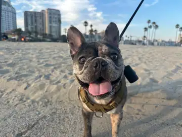Brindle French bulldog on a sandy beach with a leash, Long Beach dog walker