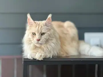 Cream long-haired cat lying on a dark table, Long Beach dog walker