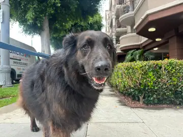Dark gray Labrador-type dog on a sidewalk, mouth open, Long Beach dog walker