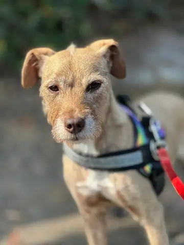 Tan terrier-type dog in a rainbow harness with a red leash, Long Beach dog walker