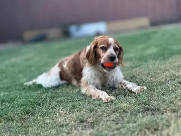 Brown-and-white spaniel-type dog lying on grass with a red ball, Long Beach dog walker