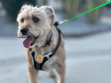 Gray-white wiry terrier-type dog on a green leash, tongue out, Long Beach dog walker