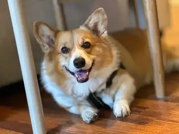 Corgi lying under a chair, smiling, Long Beach dog walker