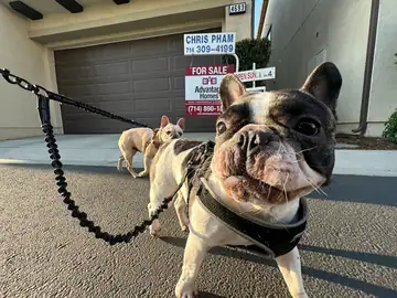 Fawn-and-black French bulldog on a leash in front of a "For Sale" sign, Long Beach dog walker