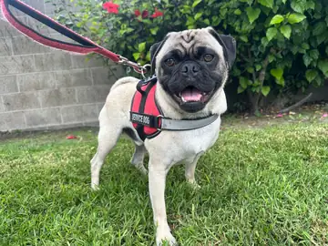 Pug in a red-and-black harness standing on grass, Long Beach dog walker