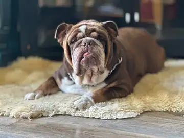 Brown-and-white English bulldog on a fluffy white rug, Long Beach dog walker