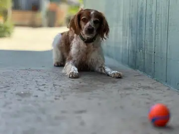 Brown-and-white spaniel-type dog lying on concrete, Long Beach dog walker