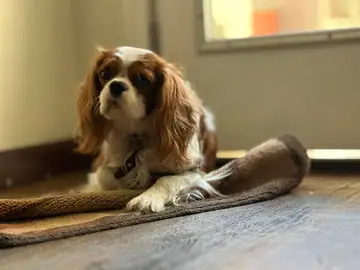 Ruby Cavalier King Charles spaniel lying on a brown bed, Long Beach dog walker